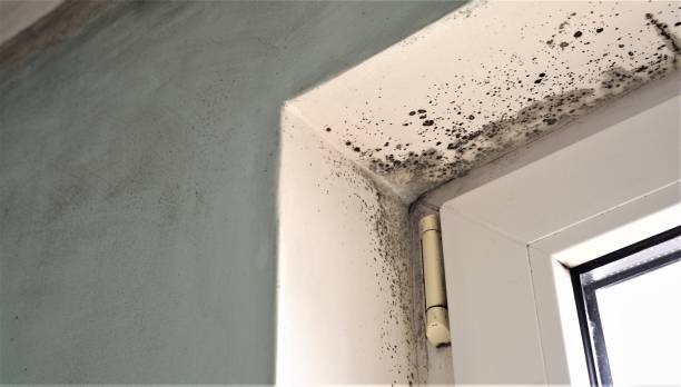 Best Commercial Mold Inspection  in Nemacolin, PA