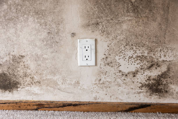 Best Comprehensive Air Testing for Mold Contaminants  in Nemacolin, PA