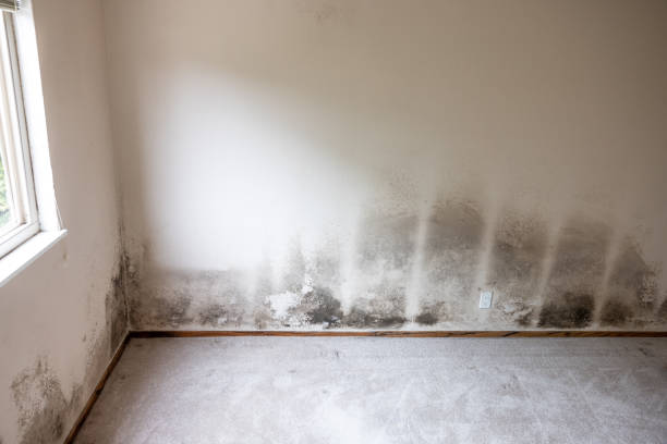  Nemacolin, PA Mold Removal Pros