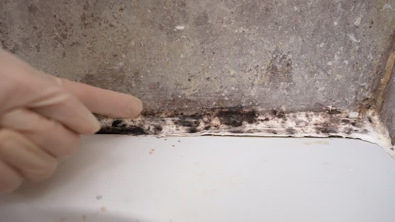Best Basement Mold Removal  in Nemacolin, PA