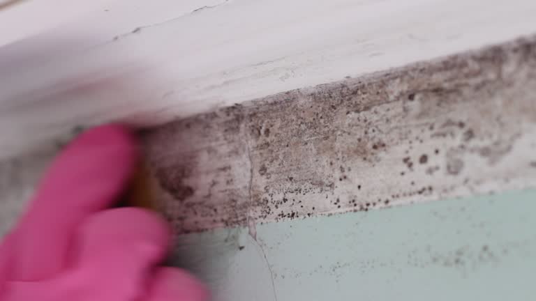 Best Dehumidification Services  in Nemacolin, PA